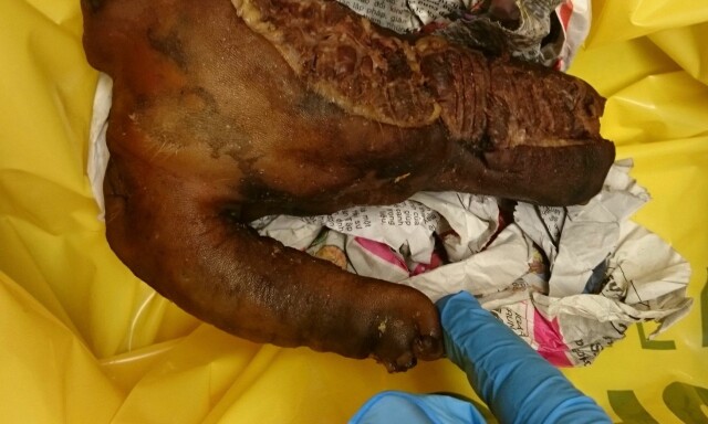 Da tollerne på Gardermoen åpnet kofferten, fant de 34,5 kilo med peniser
